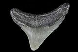 Juvenile Megalodon Tooth - Georgia #75331-1